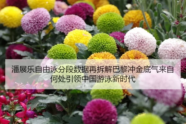潘展乐自由泳分段数据再拆解巴黎冲金底气来自何处引领中国游泳新时代